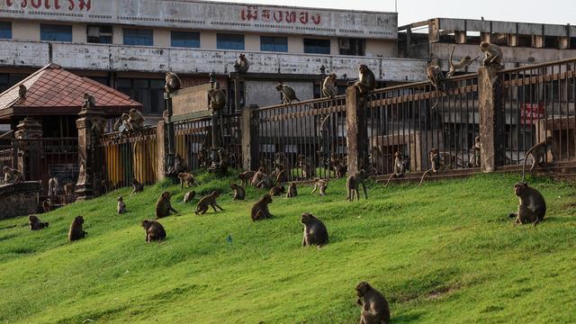 Maymunlar şehri ele geçirdi! Dükkanlar kepenk kapattı, devletin müdahale etmesi şart