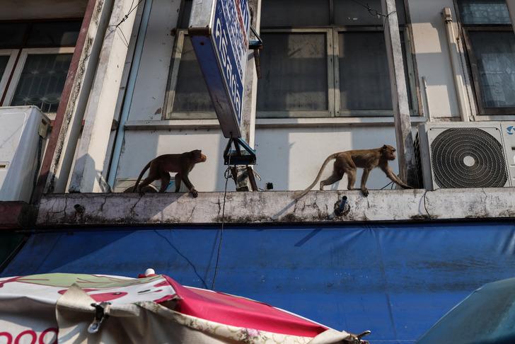 Maymunlar şehri ele geçirdi! Dükkanlar kepenk kapattı, devletin müdahale etmesi şart G2