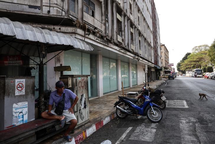 Maymunlar şehri ele geçirdi! Dükkanlar kepenk kapattı, devletin müdahale etmesi şart G3