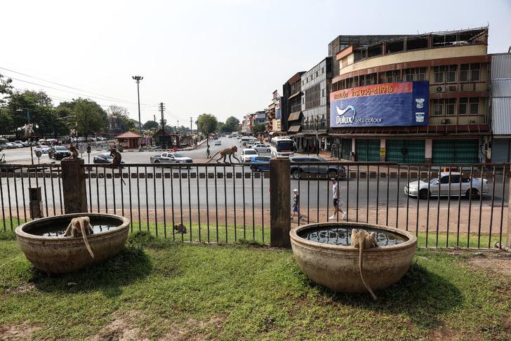 Maymunlar şehri ele geçirdi! Dükkanlar kepenk kapattı, devletin müdahale etmesi şart G5