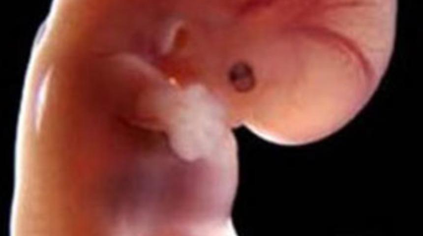 İnsan - hayvan arası embriyoya tepki