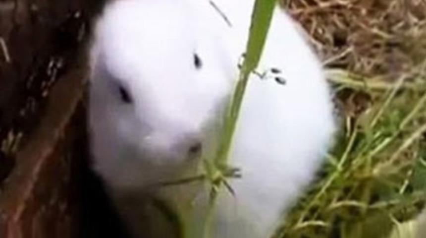 N&uuml;kleer kıyametin ilk işareti mi?