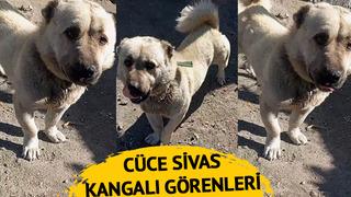 Cüce Sivas Kangalı görenleri şaşkına çeviriyor!