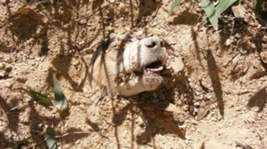 Böyle vahşet görülmedi