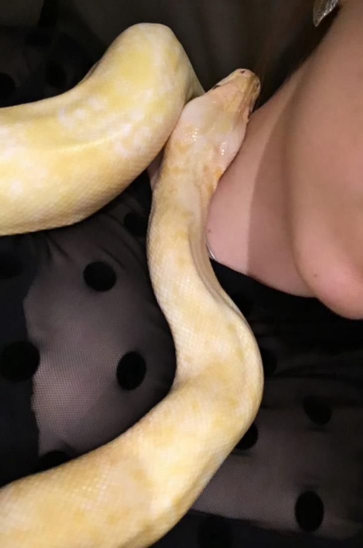 '1 aydır aç ve boyumu ölçüyor! Sanırım beni yeme hayali kuruyor' Yer: Antalya! 1,5 metrelik dev pitona el konuldu 'O yılan evcil, neden götürdünüz?' G4