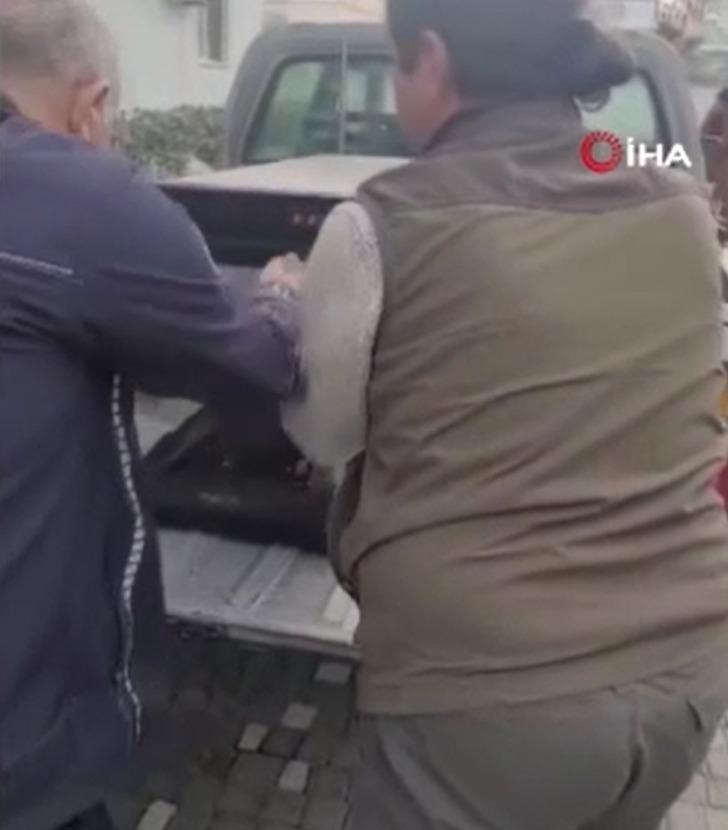 '1 aydır aç ve boyumu ölçüyor! Sanırım beni yeme hayali kuruyor' Yer: Antalya! 1,5 metrelik dev pitona el konuldu 'O yılan evcil, neden götürdünüz?' G2