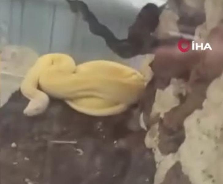 '1 aydır aç ve boyumu ölçüyor! Sanırım beni yeme hayali kuruyor' Yer: Antalya! 1,5 metrelik dev pitona el konuldu 'O yılan evcil, neden götürdünüz?' G3