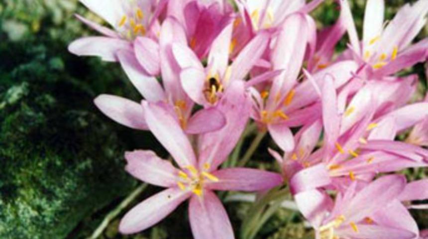 G&uuml;z &ccedil;iğdemi 'kanser h&uuml;crelerini yok ediyor'