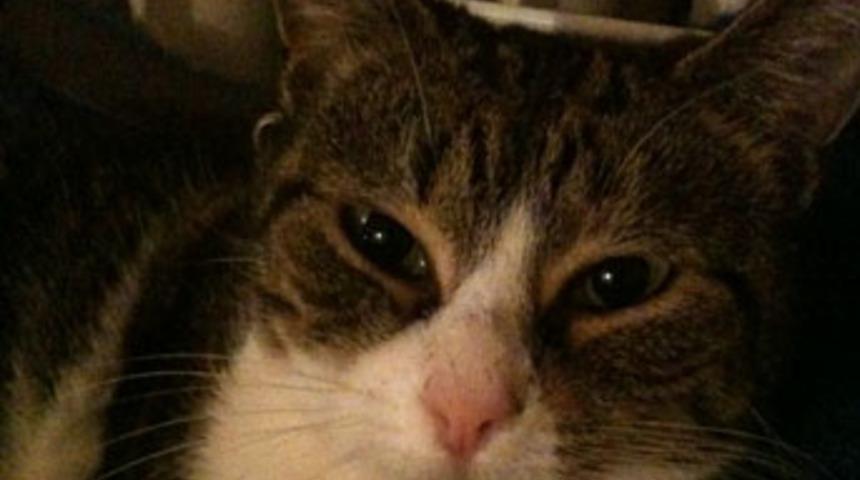 'Kedi paraziti'nde beyinde kanser riski