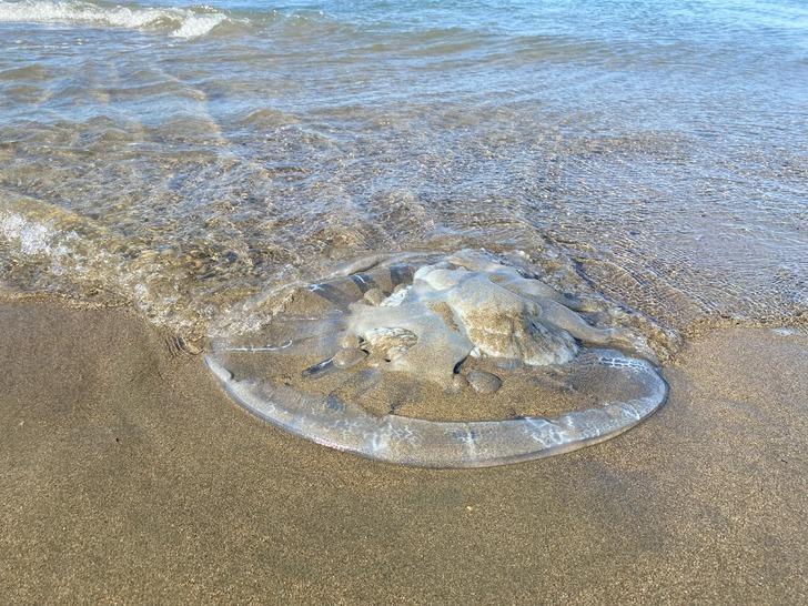 Yer: Hatay! Yüzlercesi sahili kapladı... "Önümüzdeki dönemde ciddi sıkıntılara sebep olacak bir durum" G2