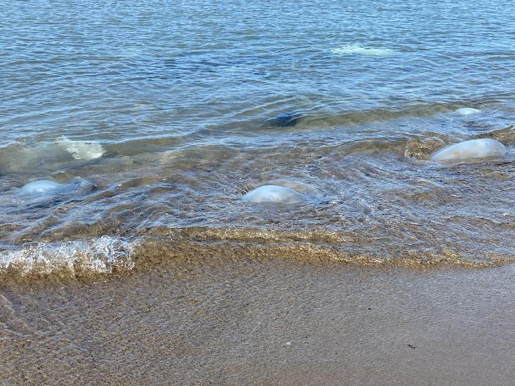Yer: Hatay! Yüzlercesi sahili kapladı... "Önümüzdeki dönemde ciddi sıkıntılara sebep olacak bir durum" G3