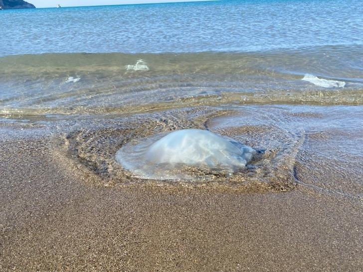 Yer: Hatay! Yüzlercesi sahili kapladı... "Önümüzdeki dönemde ciddi sıkıntılara sebep olacak bir durum" G4