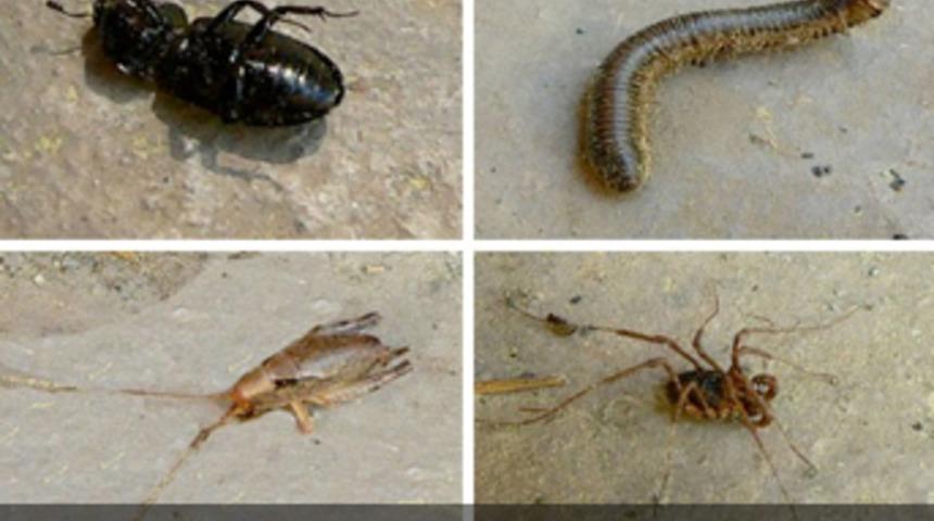 Haşerelere Kesin Çözüm