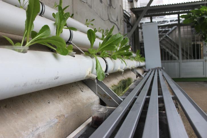 Yeni öğrendiği yöntem depremzedeye gelir kapısı oldu! İlk denemeleri başarılı: "Kısa sürede çok ciddi verim aldık, 10 gün bile sürmedi" G5