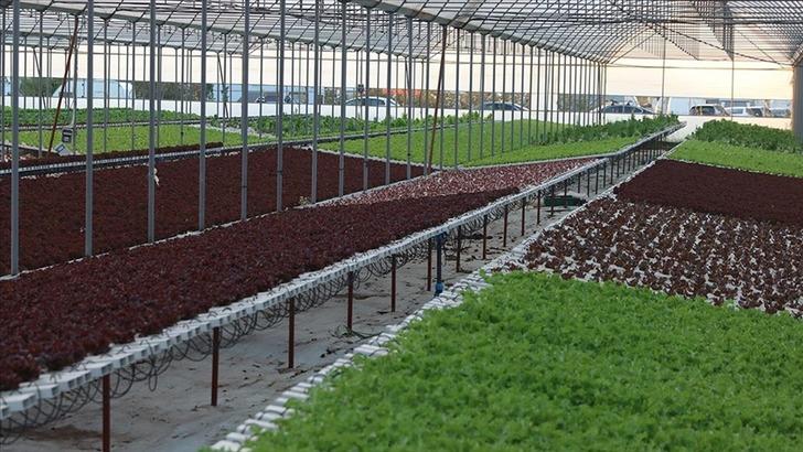 Yeni öğrendiği yöntem depremzedeye gelir kapısı oldu! İlk denemeleri başarılı: "Kısa sürede çok ciddi verim aldık, 10 gün bile sürmedi" G2