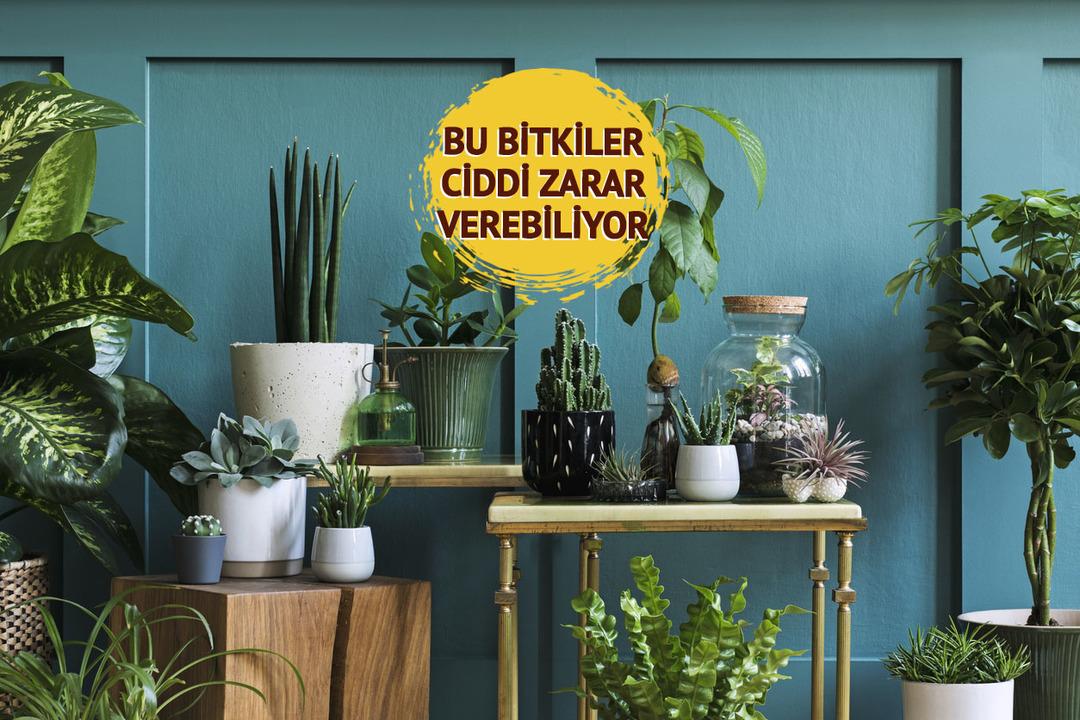 Evinize asla sokmamanız gereken 6 bitki! Felce ve hatta &ouml;l&uuml;me neden olabiliyor 