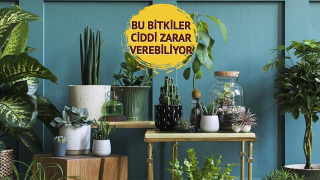 Evinize asla sokmamanız gereken 6 bitki! Felce ve hatta ölüme neden olabiliyor 