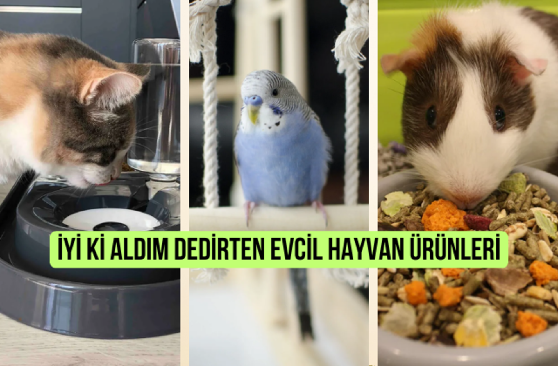 Evcil hayvan sahiplerinin "Almakla ne iyi ettim!" dediği ürünler listesi