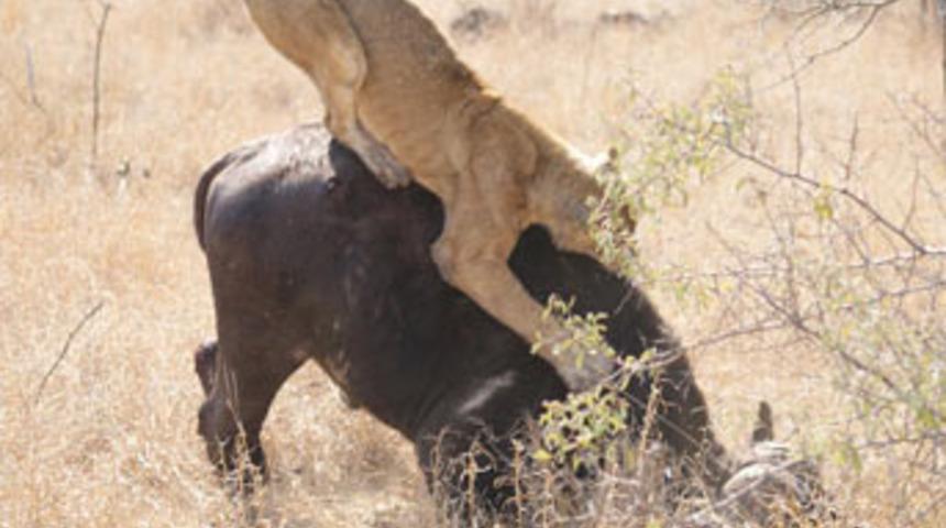 Yolun ortasında acımasız av