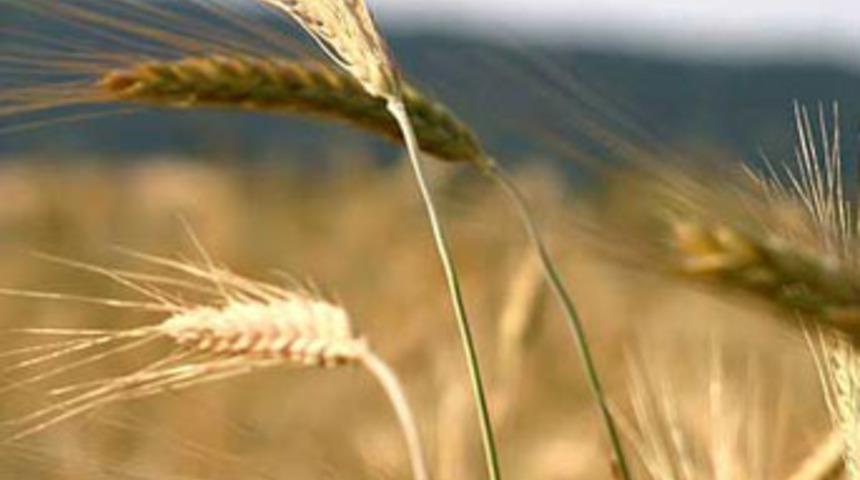 Ekmeğimizle ilgili şok iddia