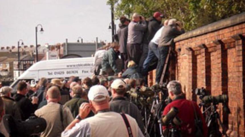 'Türk kuşu' izdihamı!