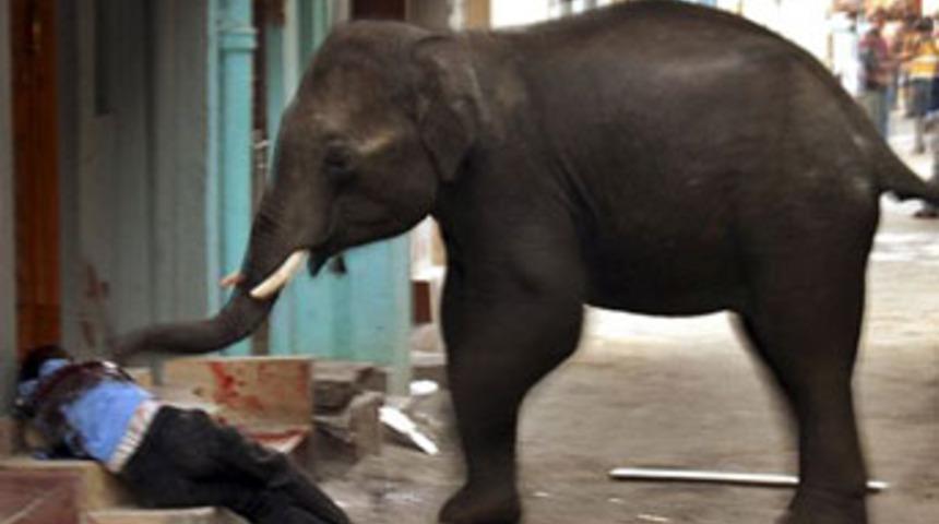 Vahşi filler ölüm saçtı!