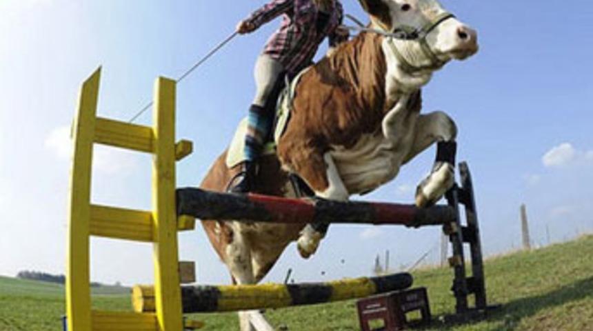 Kendisini at zanneden inek!