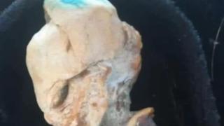 Çekik gözleri ve uzun kafasıyla bir gören bir daha baktı! İnanılmaz görüntü... 'Gizemli fetüs' panik yarattı