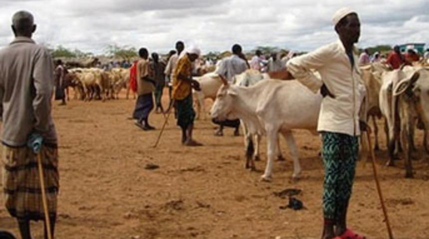 B&uuml;y&uuml;kbaş hayvan kavgasında 125 &ouml;l&uuml;