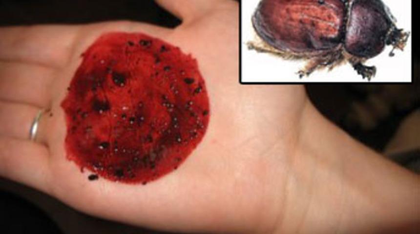 Bu b&ouml;cek altın değerinde!