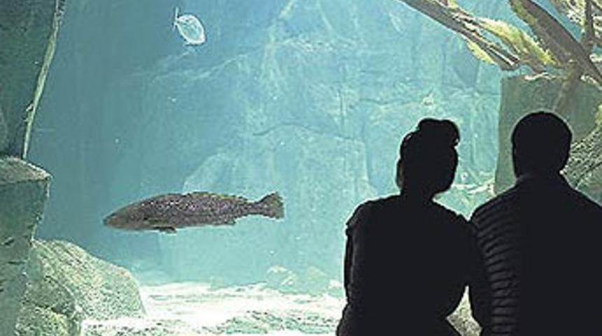 Akvaryum g&ouml;ren masum T&uuml;rk