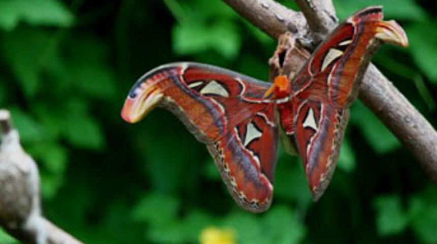 Kobra fig&uuml;rl&uuml; kelebek