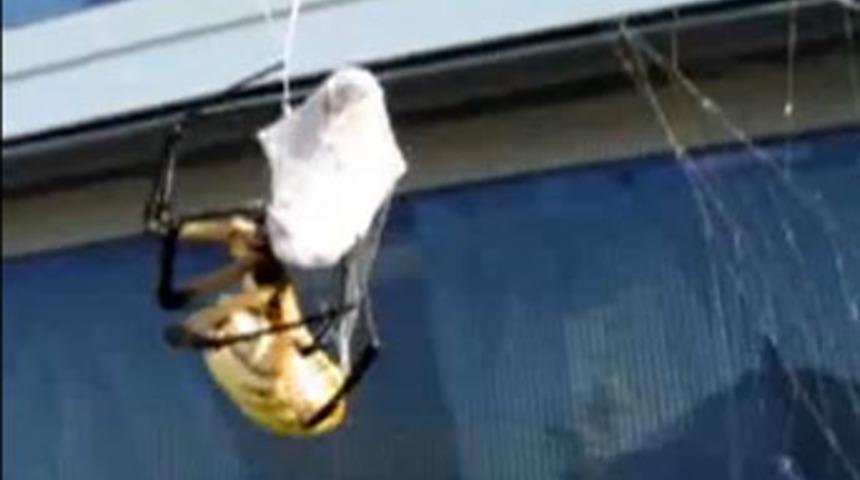 &Ouml;r&uuml;mcek arıyı b&ouml;yle avladı