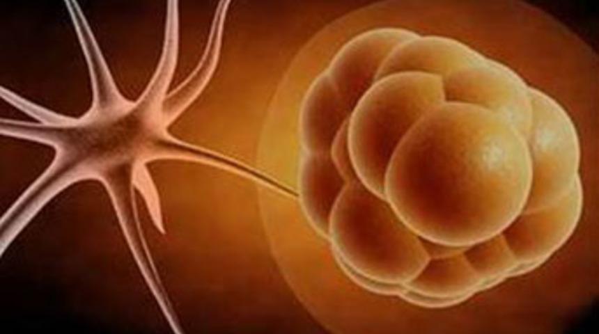 Bilim d&uuml;nyası k&ouml;k h&uuml;cre de &uuml;retti