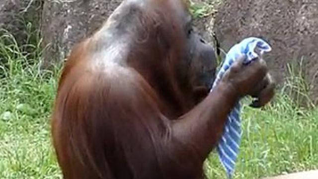 Orangutan serinlemeye çalışıyor