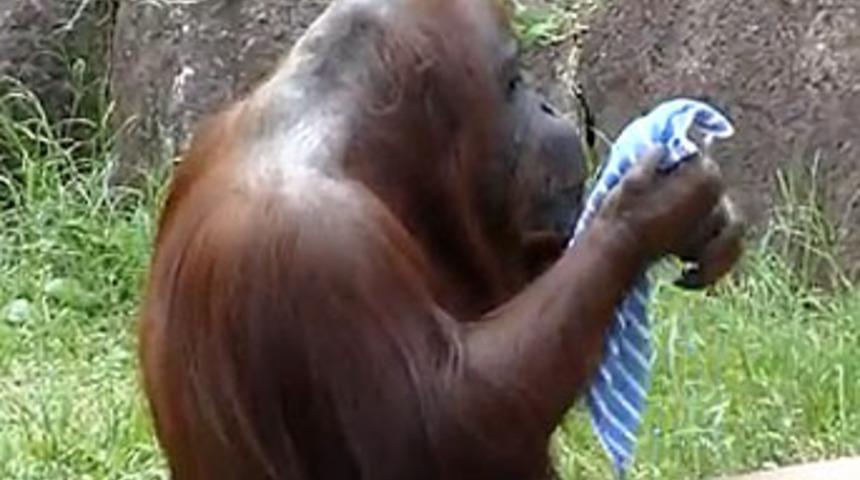 Orangutan serinlemeye &ccedil;alışıyor