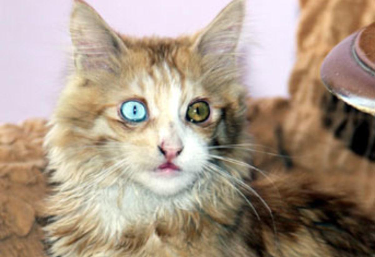 Gorenleri Sasirtan Van Kedisi Yasam Haberleri