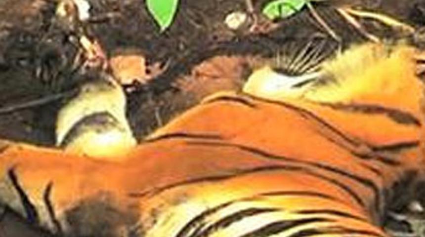 Bir kaplanın &ouml;l&uuml;m&uuml;...