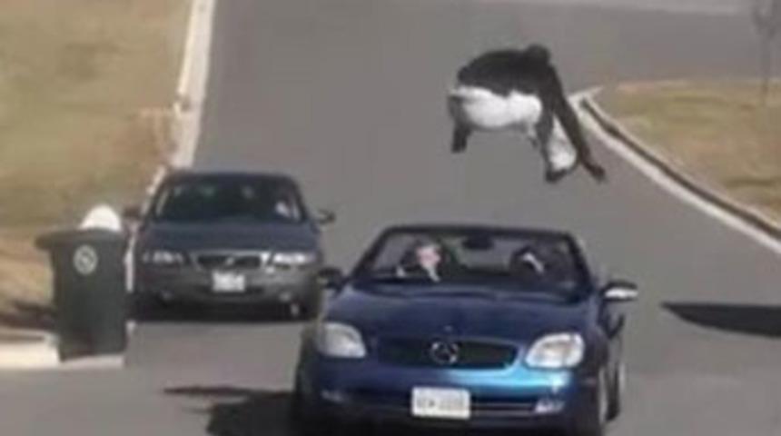 Çılgın İsveçli, arabaların üzerinden atlıyor