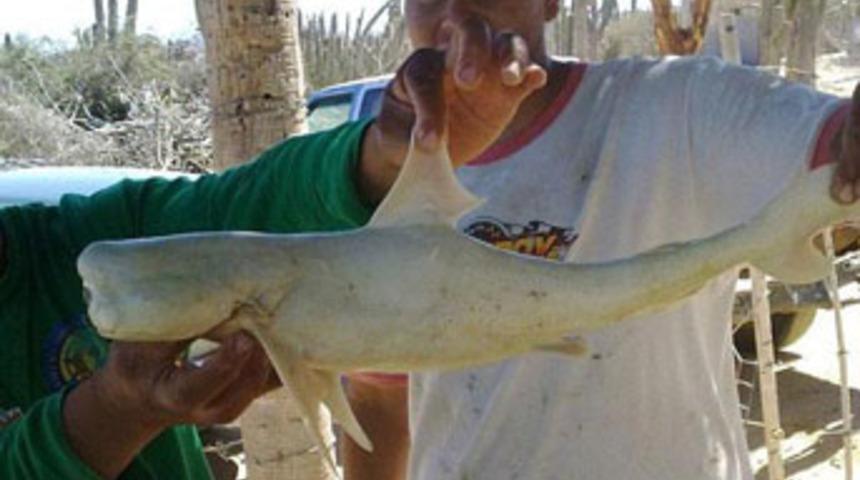 Bu yaratıkta neyin nesi?