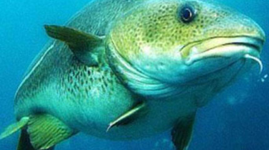 Şimdi de balık gribi &ccedil;ıktı