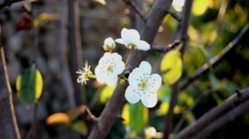 Yaprağını d&ouml;kmeden tekrar &ccedil;i&ccedil;ek a&ccedil;tı