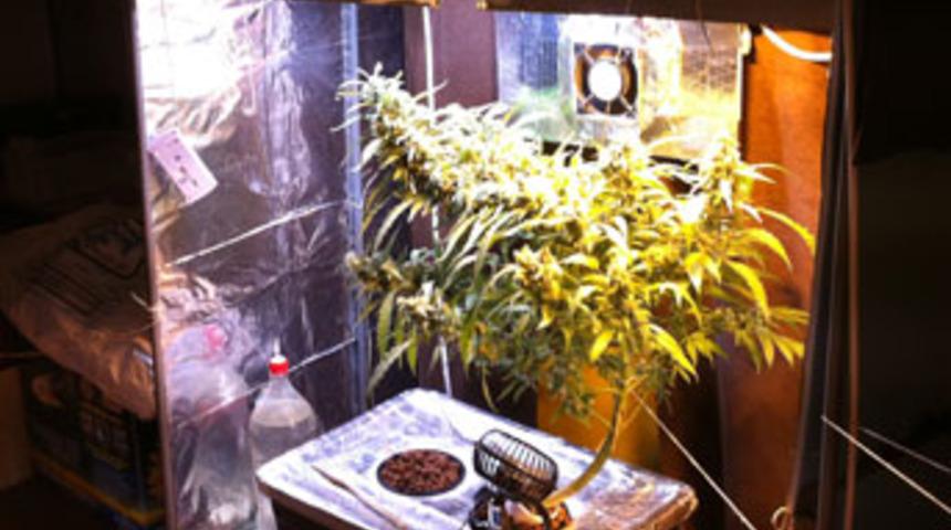 Evde uyuşturucu serası