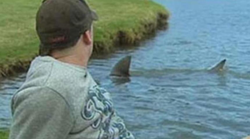 Golf sahasını köpek balıkları bastı