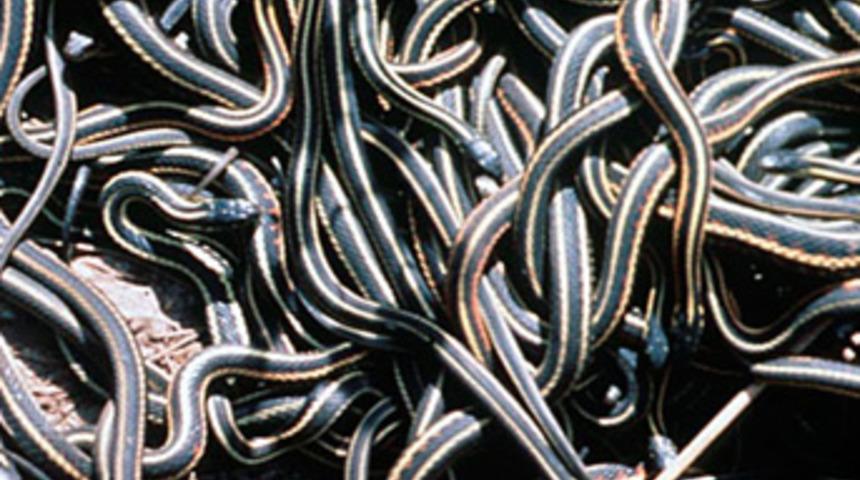 Ölümcül hastalığa İran'dan çare!