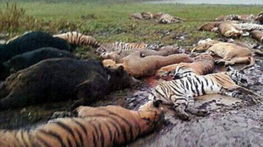 ABD'de ka&ccedil;an vahşi hayvanlar &ouml;ld&uuml;r&uuml;ld&uuml;