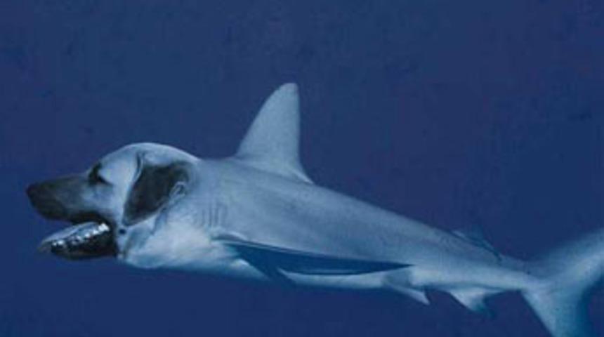 Yeni t&uuml;r hayvanlar!