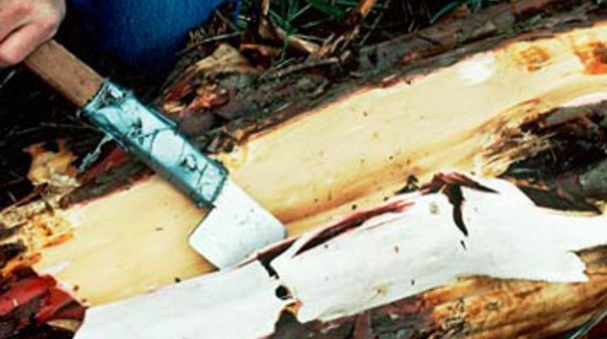 Kanserin ilacı ağaç tükeniyor