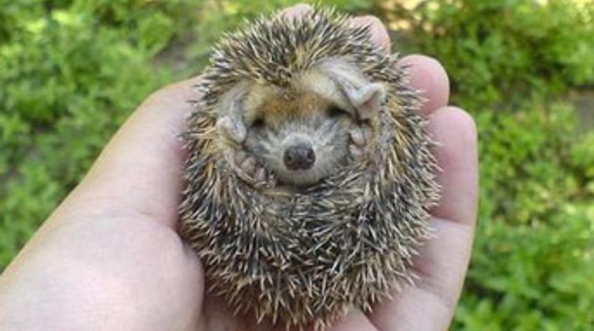 Kirpi deprem habercisi mi?