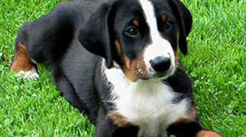 &Ccedil;ikolata ile kandırıp tecav&uuml;z ediyormuş